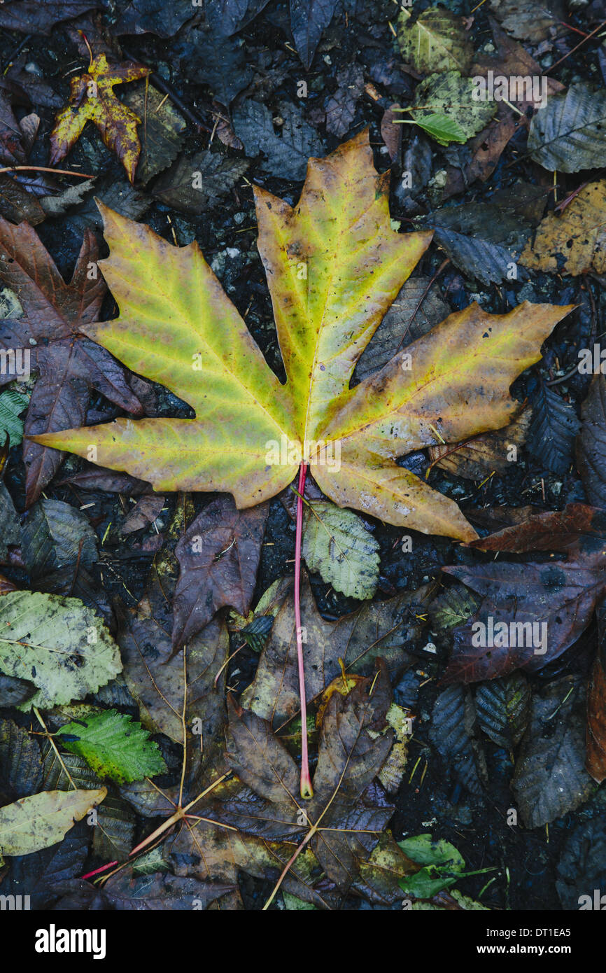 Washington State USA autumn maple leaf turning colour green to brown Stock Photo