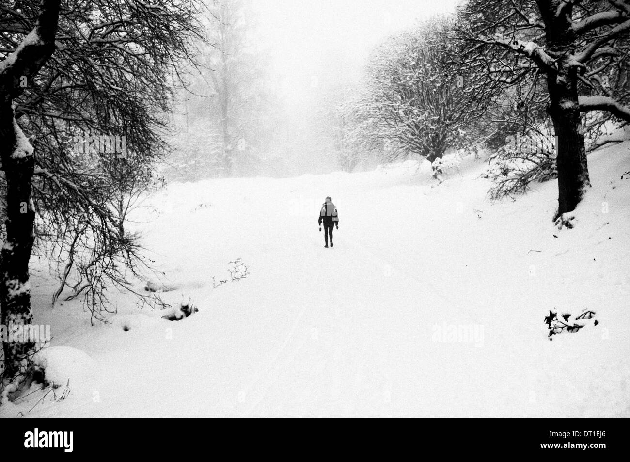 Figure walks amongst snow, Kinnoull Hill, Perth, Perthshire, Scotland Stock Photo