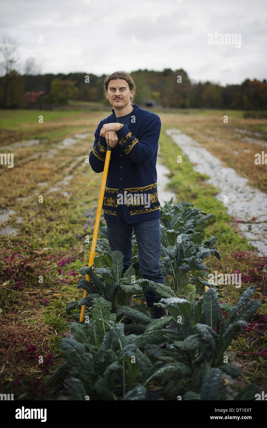 Organic Farmer at Work A young man leaning on a long handled garden hoe among the crops Stock Photo