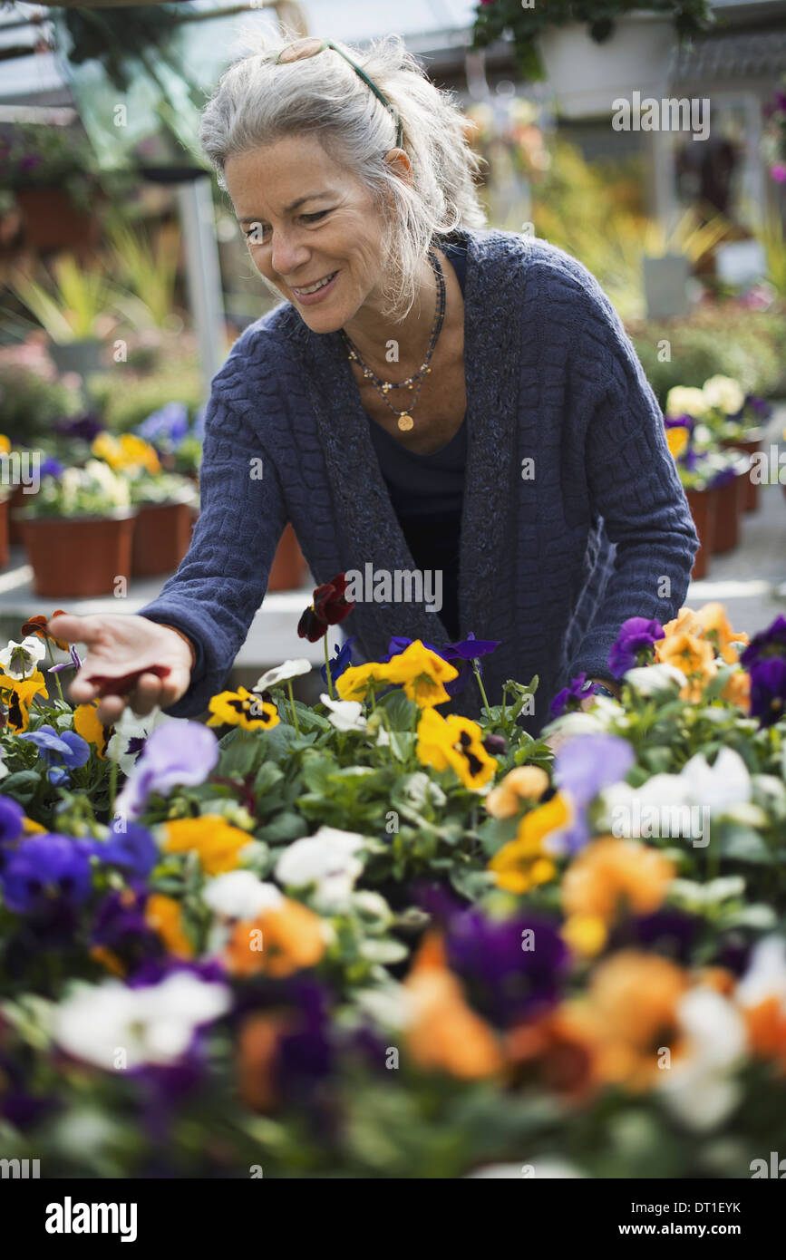 A woman working tending flowering plants on a workbench in a bin a glass house Stock Photo