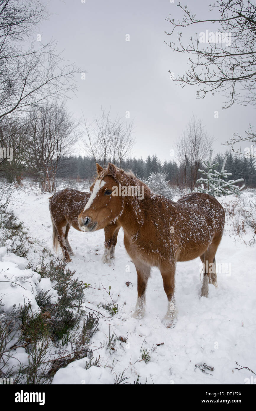 Welsh Mountain ponies on snow covered heathland. Stock Photo