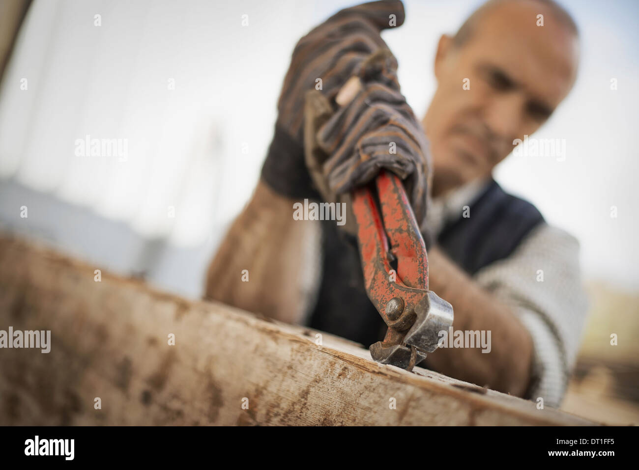 A man working in a reclaimed timber yard Using a tool to remove metals from a reclaimed piece of timber Stock Photo