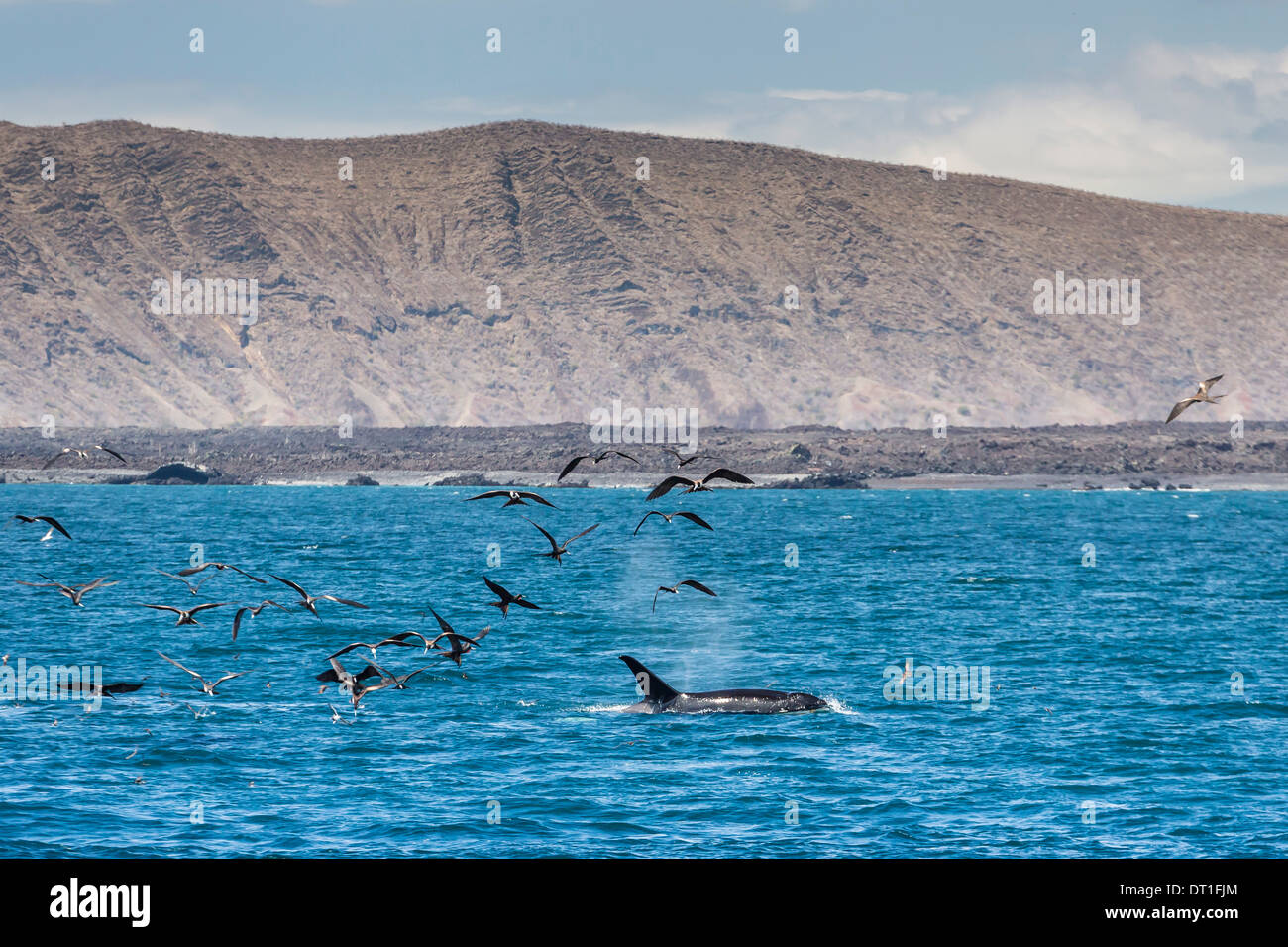 Pod of five killer whales (Orcinus orca) feeding between Fernandina and Isabela Islands, Galapagos Islands, UNESCO Site, Ecuador Stock Photo