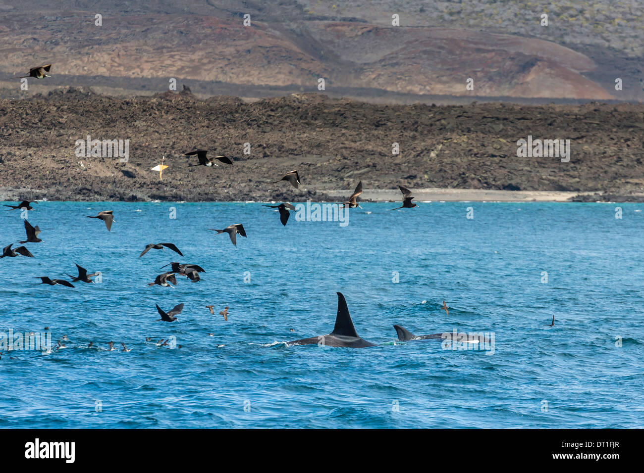 Pod of five killer whales (Orcinus orca) feeding between Fernandina and Isabela Islands, Galapagos Islands, UNESCO Site, Ecuador Stock Photo