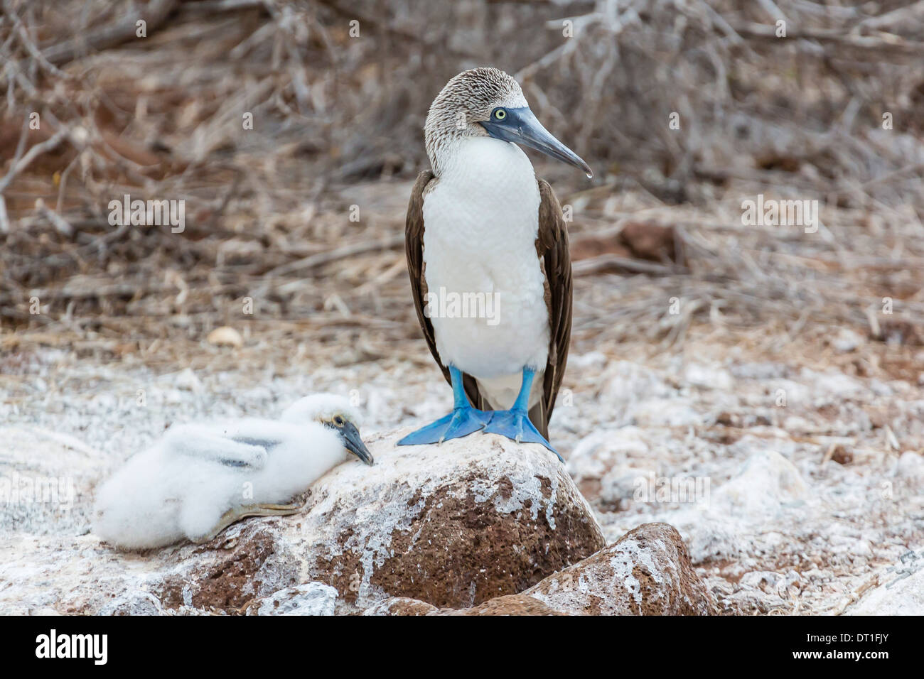 Blue-footed booby (Sula nebouxii) adult with chick on North Seymour Island, Galapagos Islands, UNESCO Site, Ecuador Stock Photo