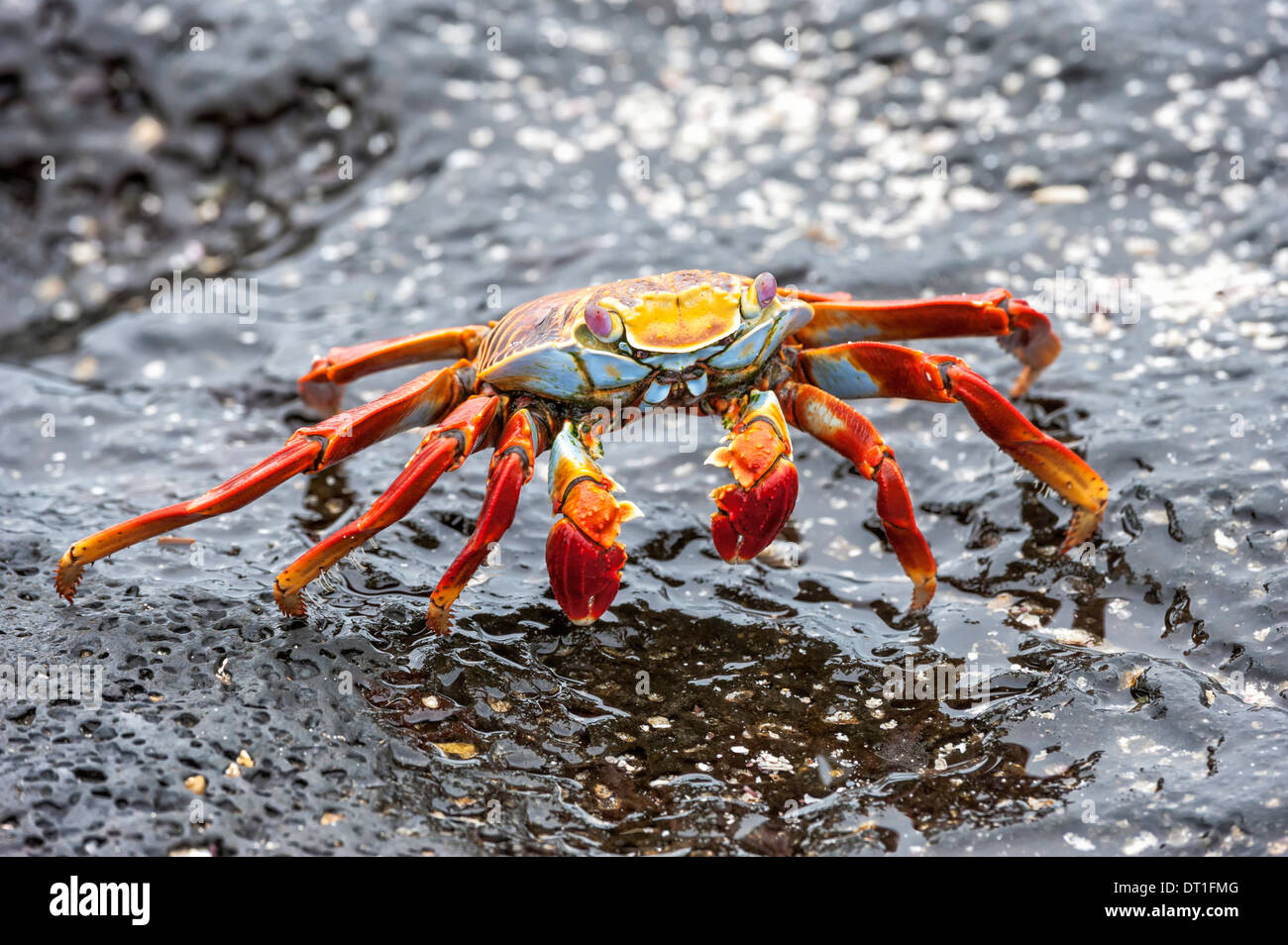 Sally Lightfoot crab (Grapsus grapsus), Galapagos, Ecuador, South America Stock Photo