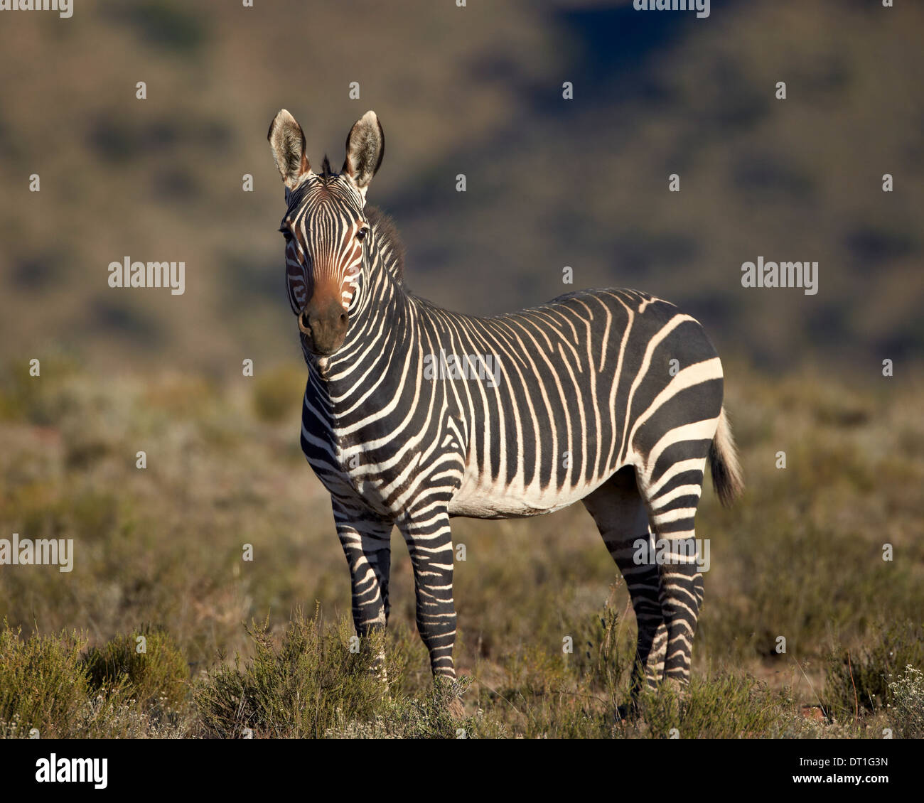 Cape mountain zebra (Equus zebra zebra), Mountain Zebra National Park