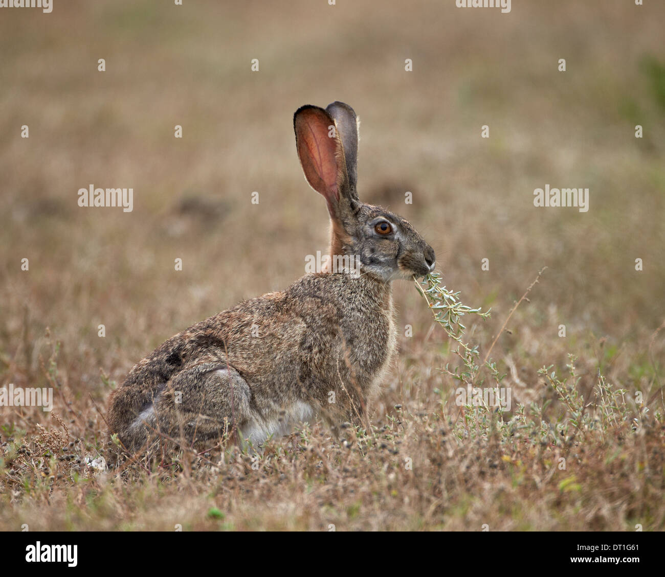 African hare (Cape hare) (brown hare) (Lepus capensis) eating, Addo Elephant National Park, South Africa, Africa Stock Photo