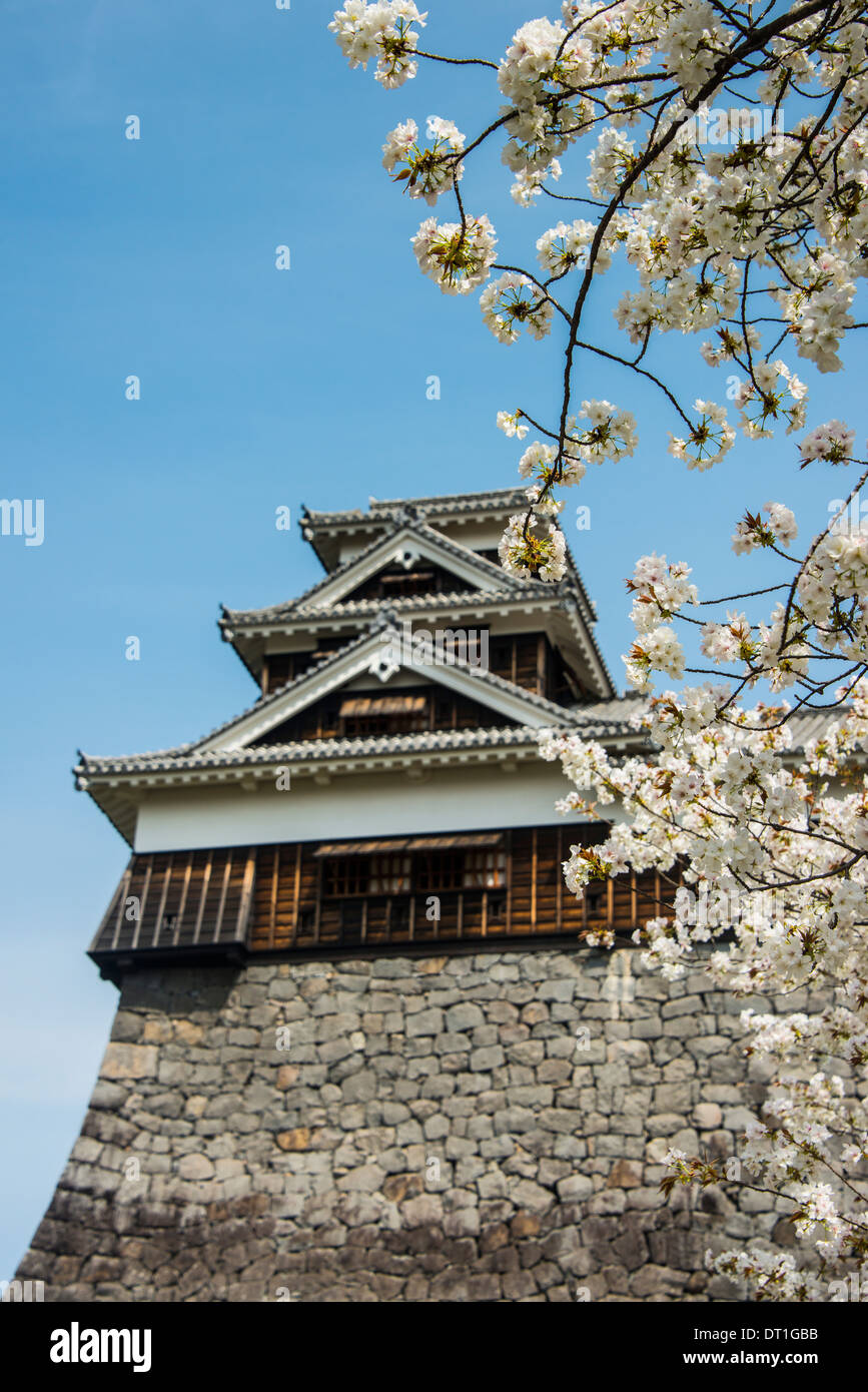 Cherry blossom and Kumamoto Japanese Castle, Kumamoto, Kyushu, Japan, Asia Stock Photo