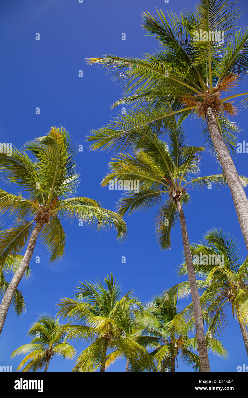 Indies green antigua hi-res stock photography and images - Alamy