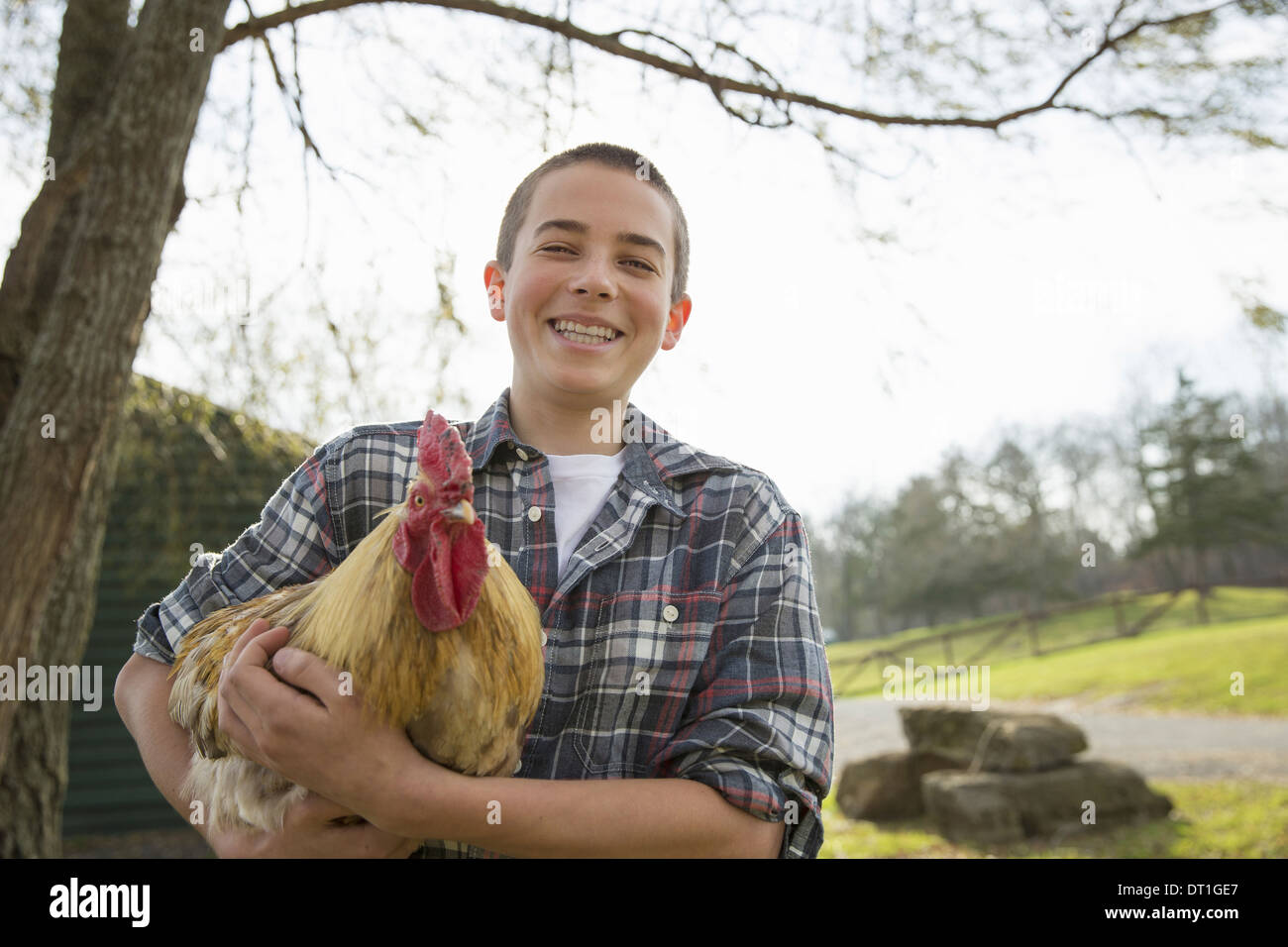 An animal sanctuary A young boy holding a chicken with brown feathers and a red coxcomb Stock Photo
