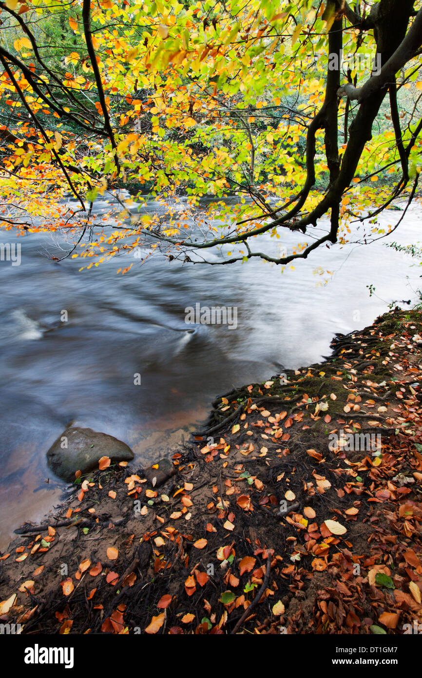 Overhanging leaves hi-res stock photography and images - Alamy