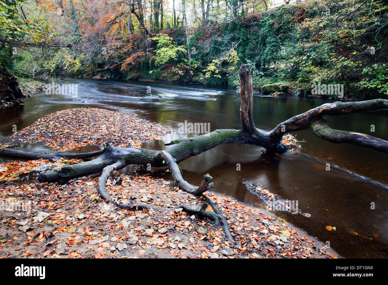 Fallen tree by the River Nidd at Knaresborough, North Yorkshire
