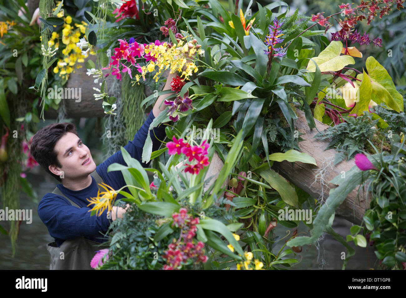 Cambria hybrids hi-res stock photography and images - Alamy