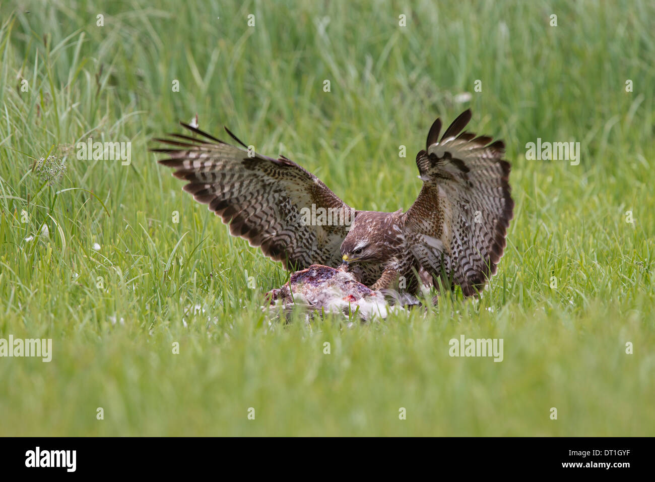 Buteo buteo Common Buzzard Maeusebussard Bussard Stock Photo - Alamy