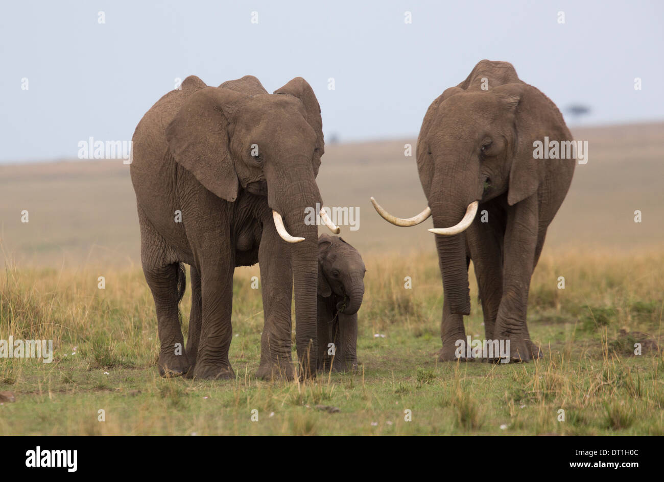 Two adult Elephants protecting young elephant calf in Kenya Masai Mara Game Reserve, Africa Stock Photo