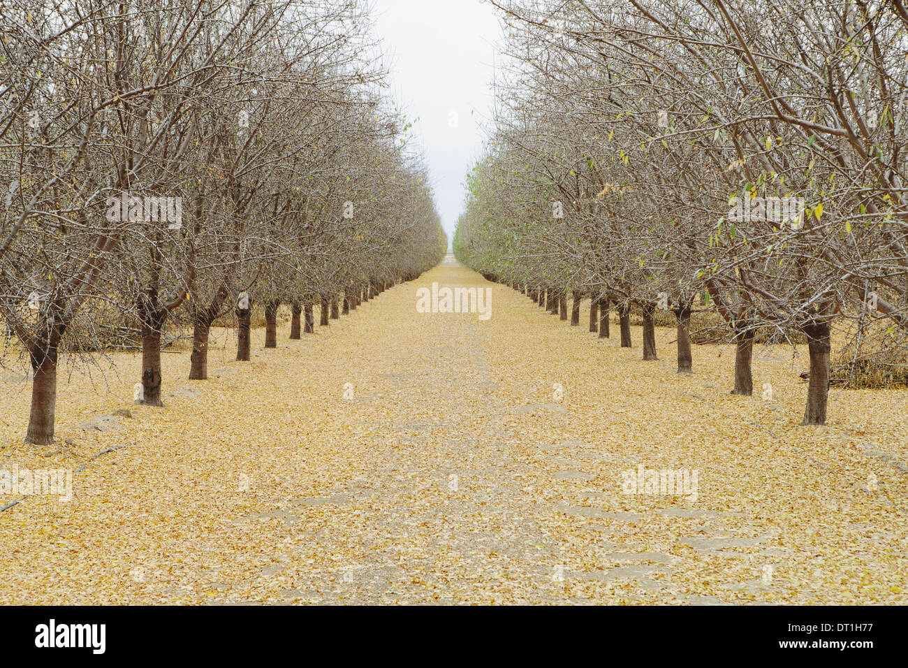 Rows of pistachio trees San Joaquin Valley near Bakersfield Stock Photo
