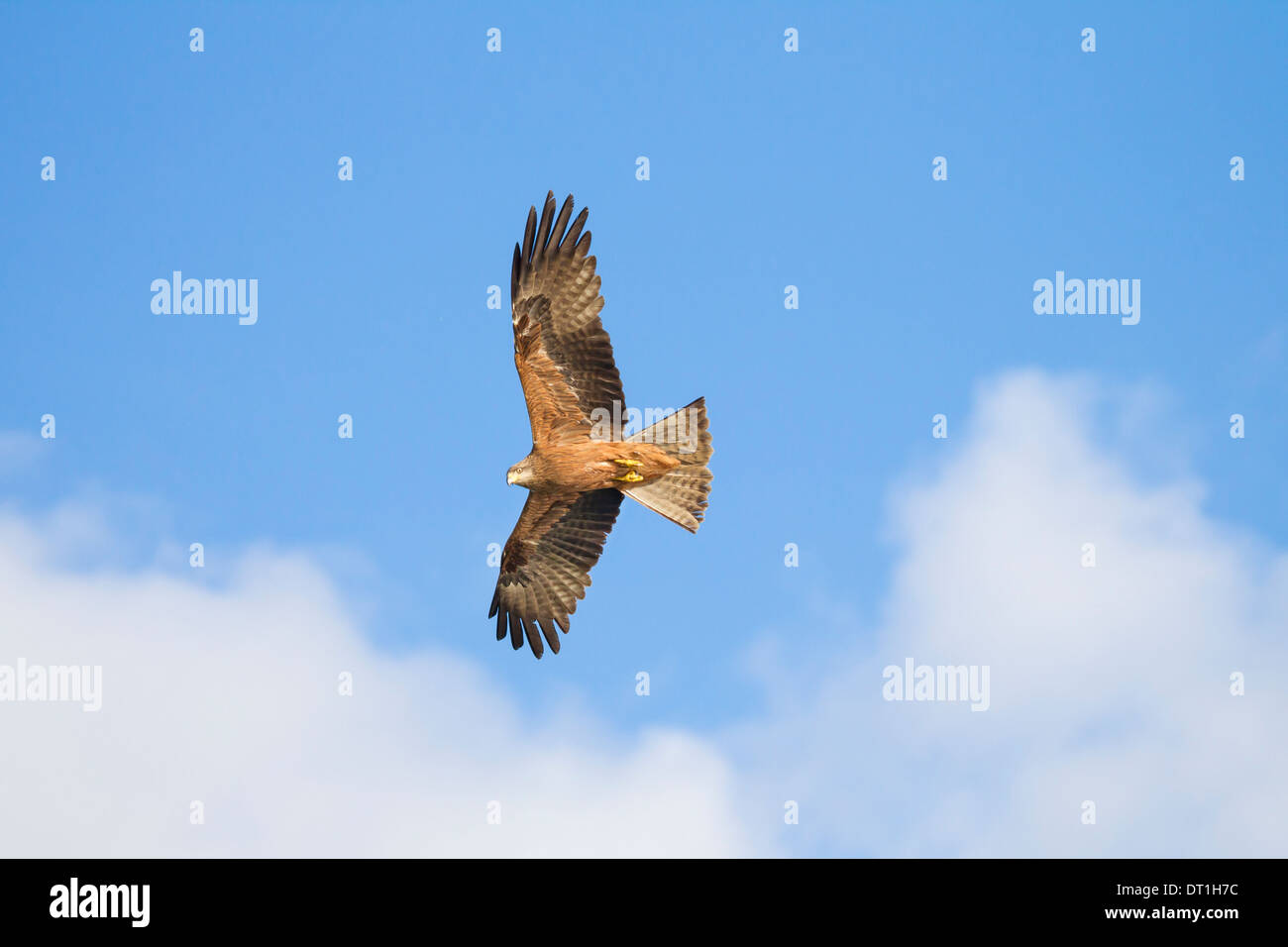 Black Kite milvus migrans  Schwarzmilan flying Stock Photo