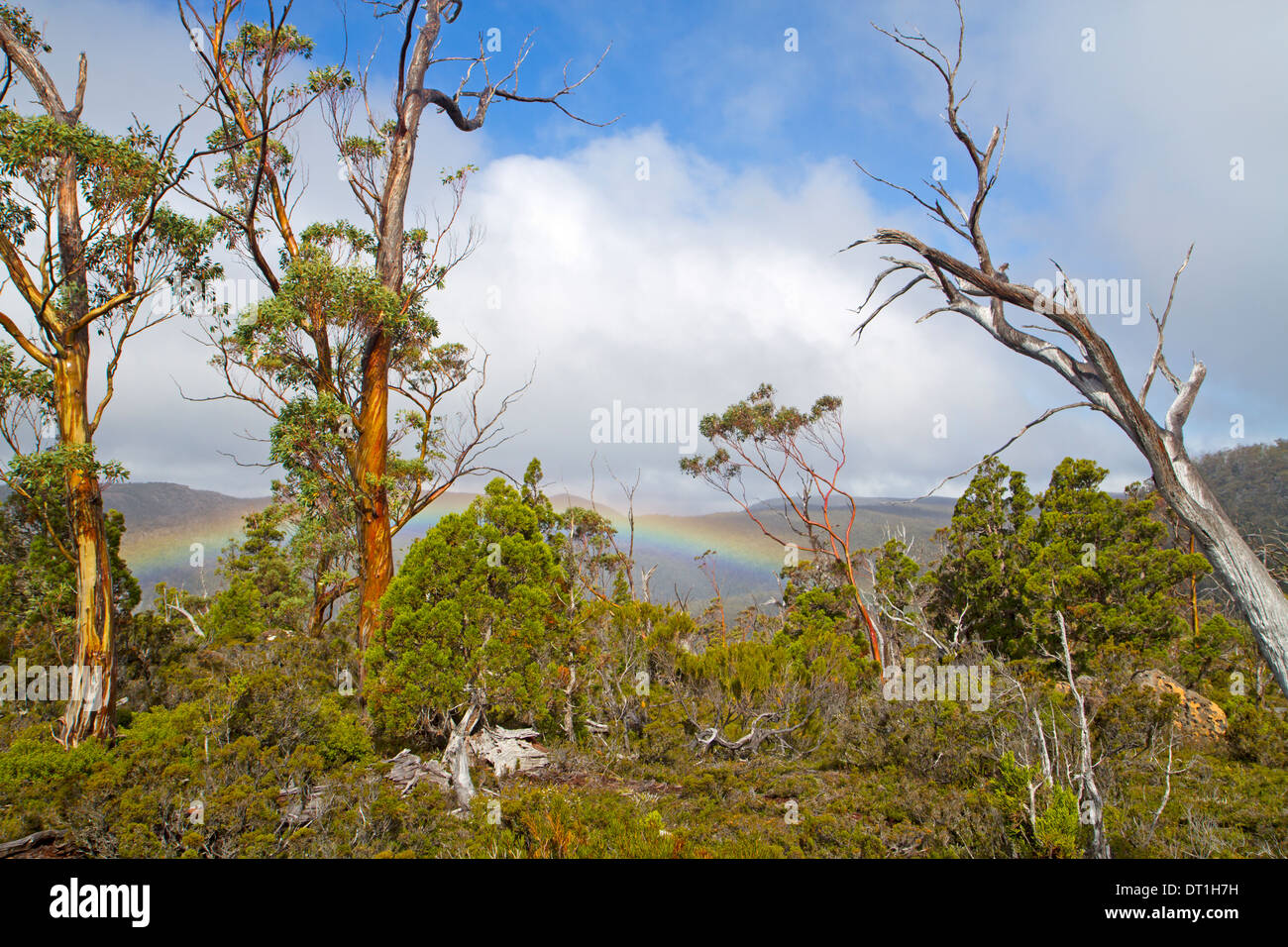 Rainbow eucalyptus trees hires stock photography and images Alamy