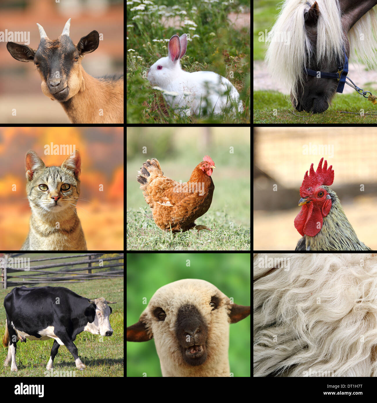 large collage with farm animals put together Stock Photo - Alamy