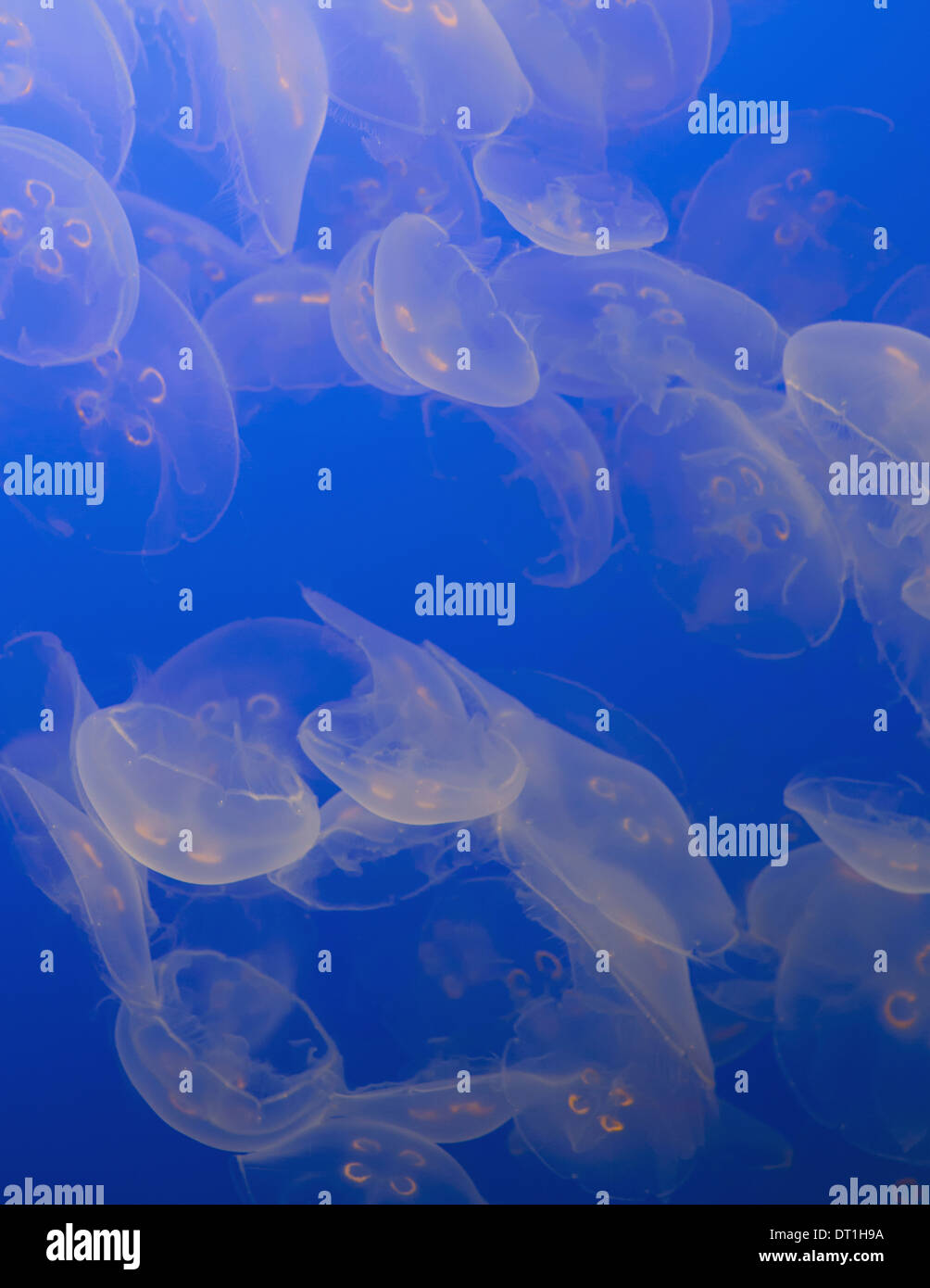 The ghostly translucent moon jelly fish at Monterey Bay Aquarium Stock Photo