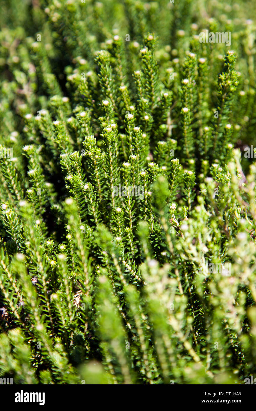 Phylica Ericoides at Green point Park in Cape Town - South Africa Stock Photo