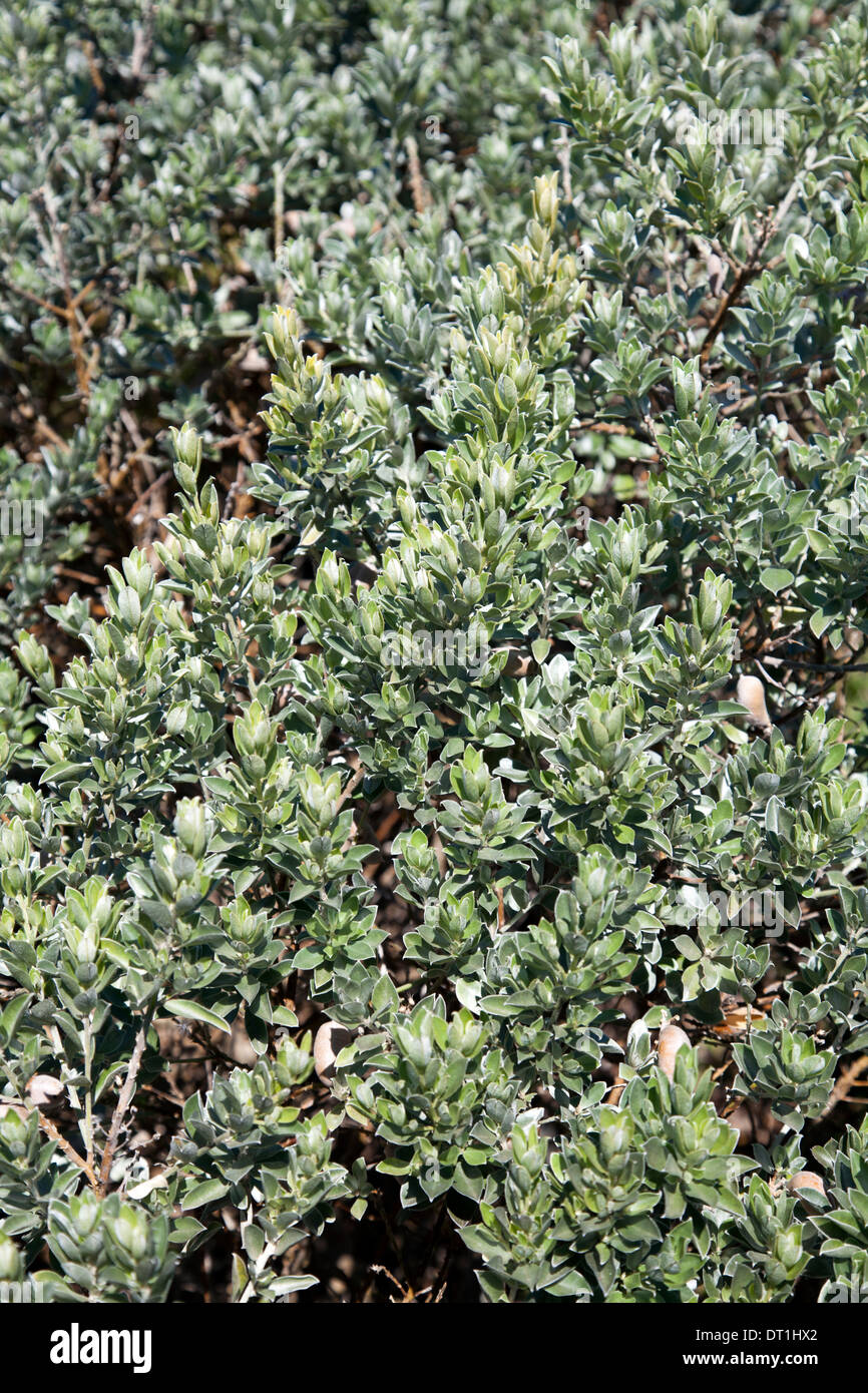 Podalyria Sericea at Green point Park in Cape Town - South Africa Stock Photo