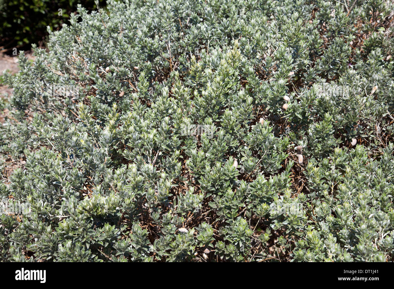 Podalyria Sericea at Green point Park in Cape Town - South Africa Stock Photo