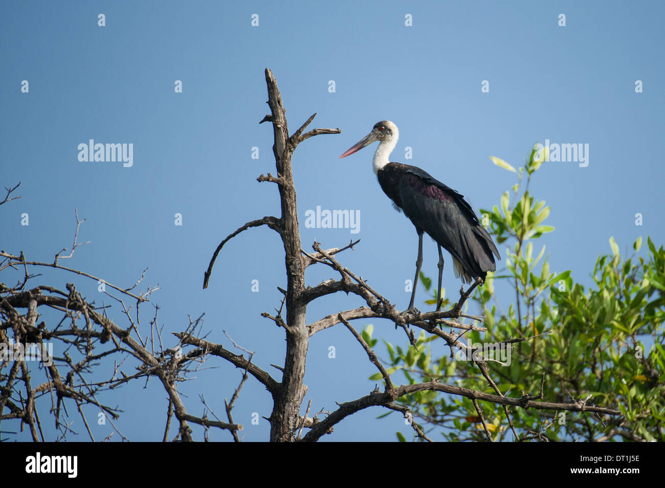 Woolly-necked stork (Ciconia episcopus), Tendaba, Bao Bolon wetland Reserve, the Gambia Stock Photo
