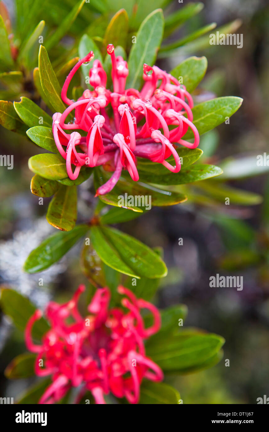 Tasmanian waratah (Telopea truncata Stock Photo Alamy