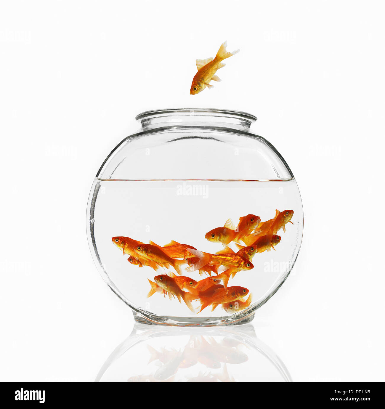 Goldfish swimming in a bowl Stock Photo