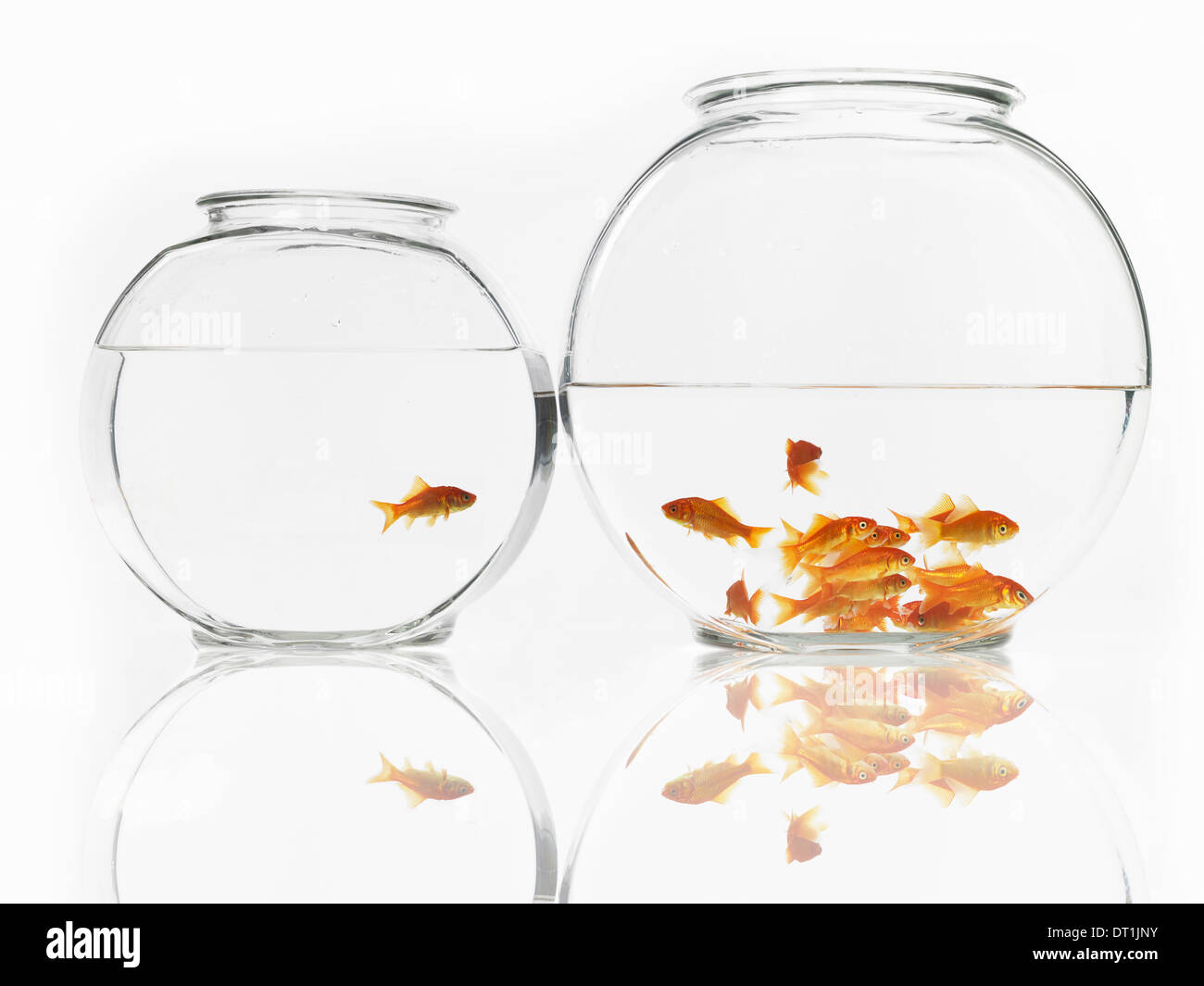 Goldfish tank hi-res stock photography and images - Alamy