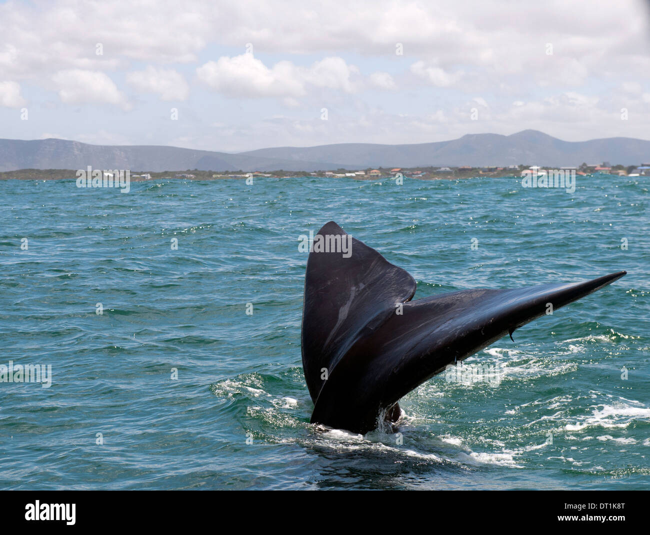Southern right whale (Eubalaena australis) female adult tail in front of Kleinbaai, Western Cape, South Africa, Africa Stock Photo