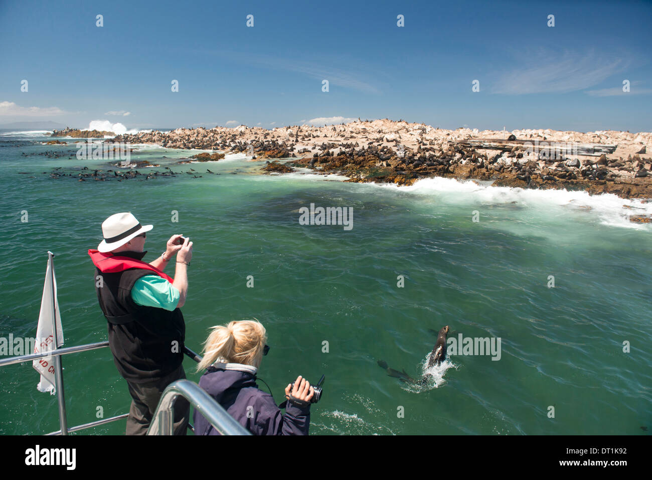 Tourists photographing a fur seal (Arctocephalus pusillus) jumping out of the water, Gansbaai, Western Cape, South Africa Stock Photo