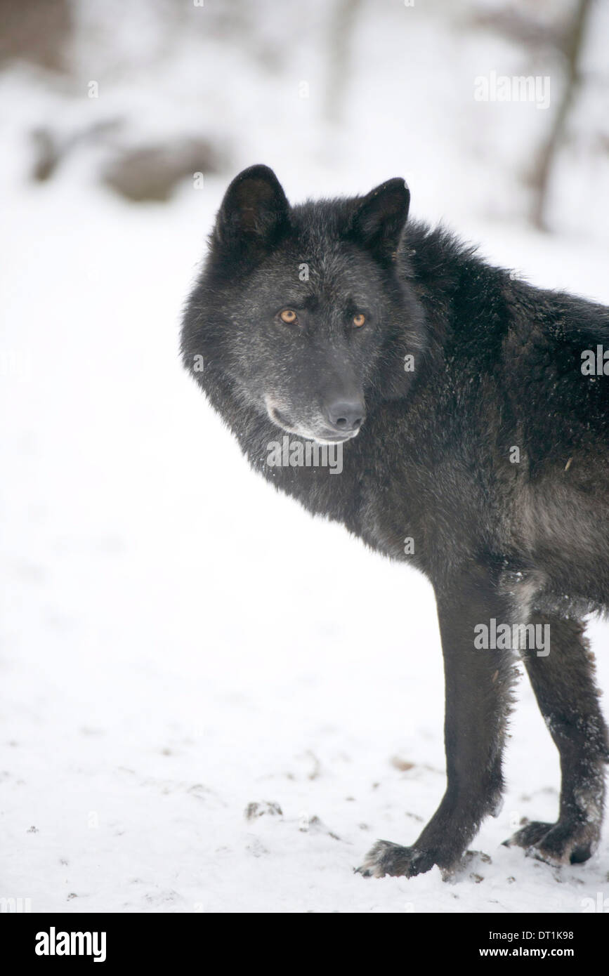 Black melanistic variant of North American timber wolf (Canis Lupus) in snow, Austria, Europe Stock Photo