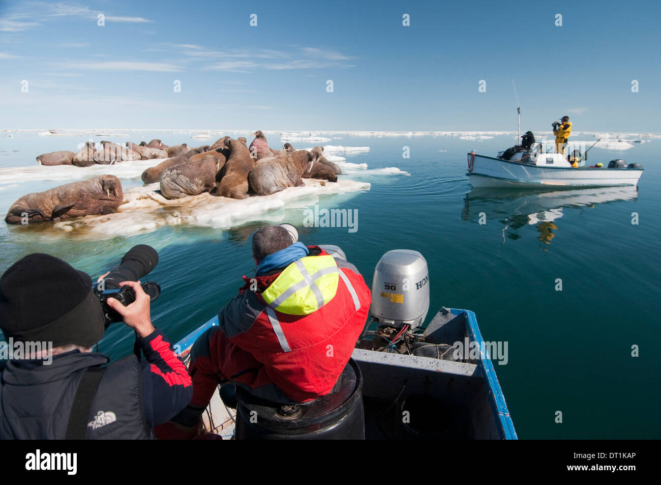 Tourists photographing a group of walrus (Odobenus rosmarus) resting, Arctic Kingdom expedition, Foxe Basin, Nunavut, Canada Stock Photo