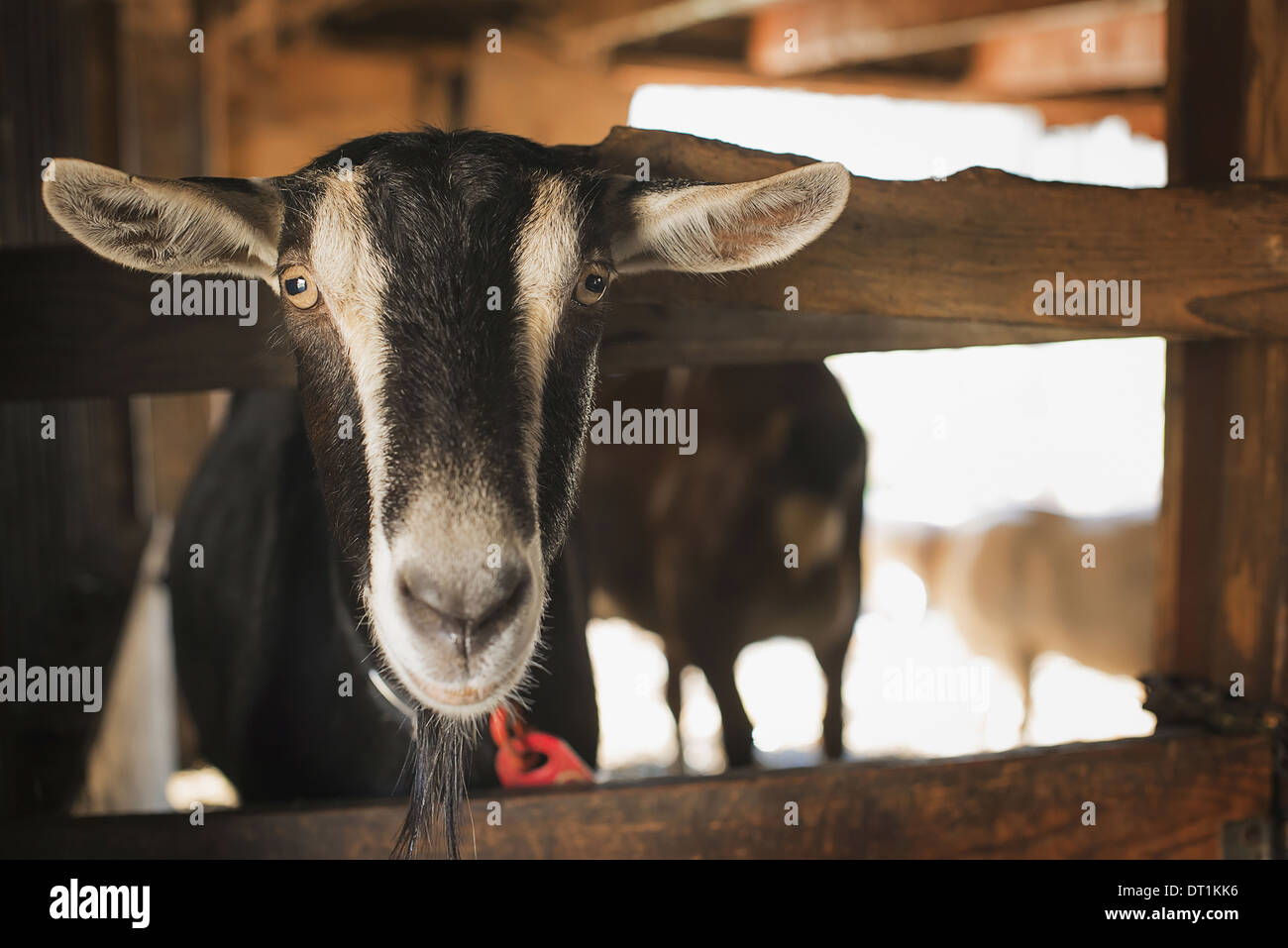 A farm animal on an organic farm A goat in a pen Stock Photo