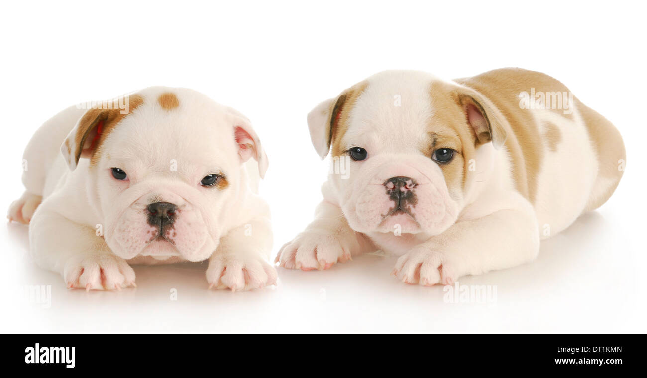 litter mates two english bulldog puppies laying down with reflection on white background 6