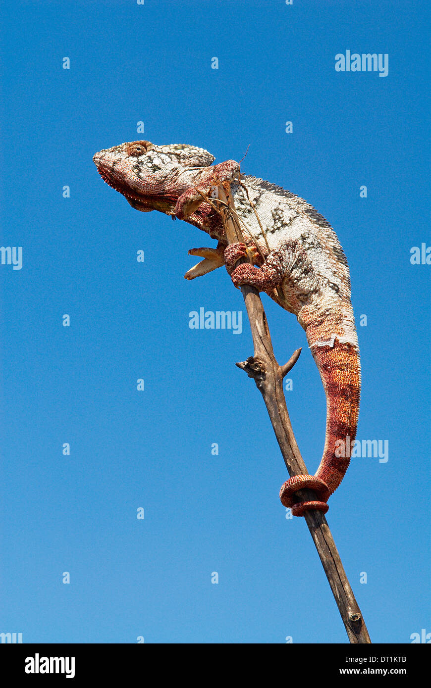 Cameleon, Madagascar, Africa Stock Photo