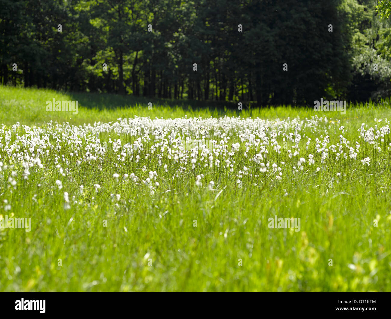 Forest meadow  - natural forest meadow with water flowers Hare's-tail Cottongrass (Eriophorum vaginatum, Scheiden-Wollgras) Stock Photo
