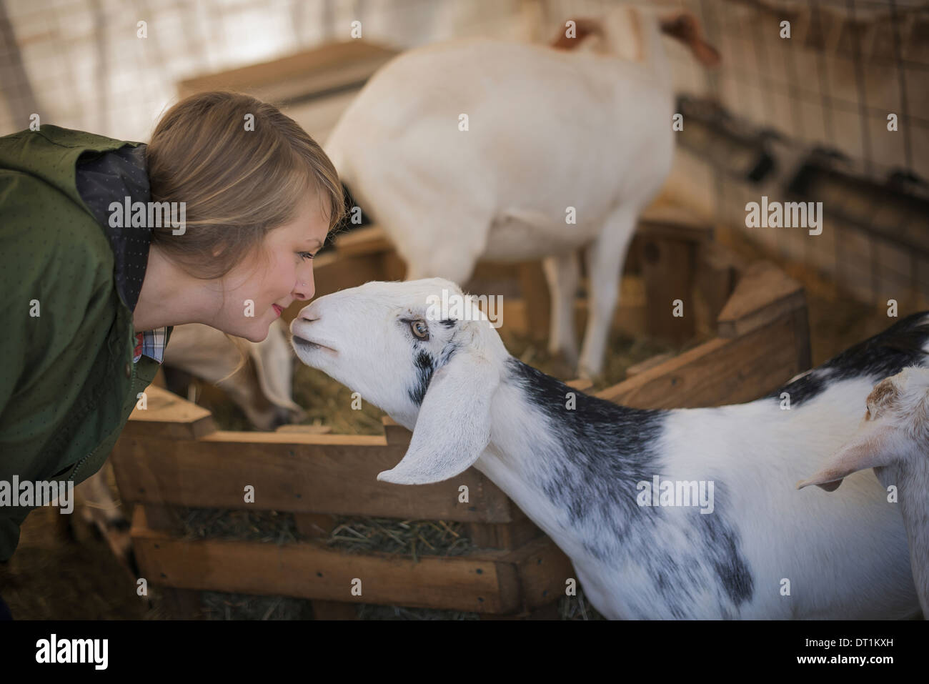 A woman in a stable on an organic farm White and black goats Stock Photo
