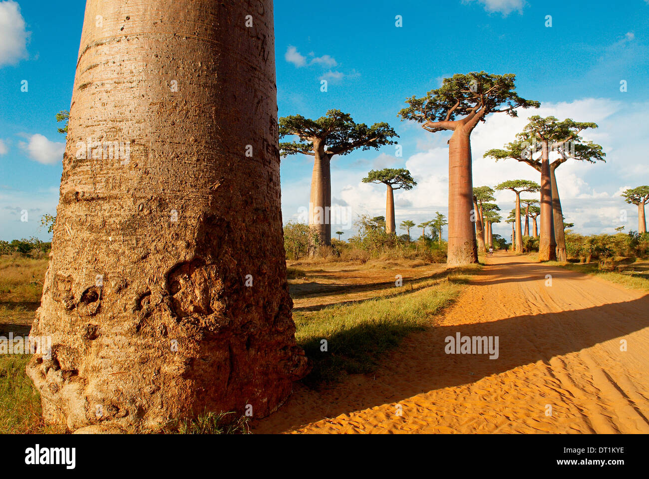 Baobab trees, Morondava, Madagascar, Africa Stock Photo