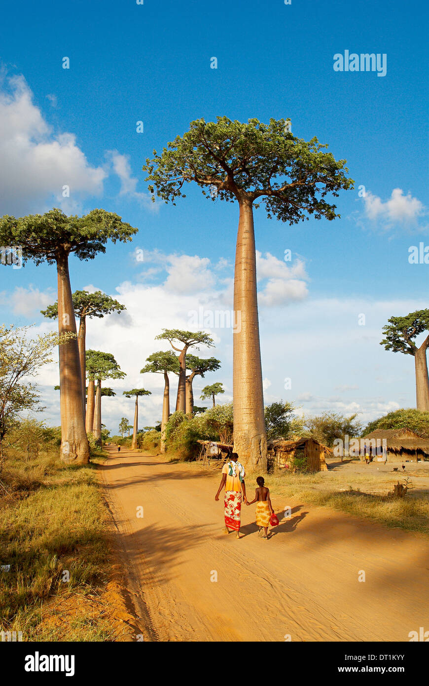 Baobab trees, Morondava, Madagascar, Africa Stock Photo