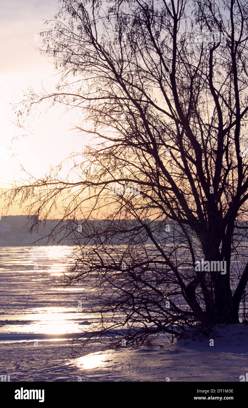 tree on coast of frozen river at winter evening Stock Photo - Alamy