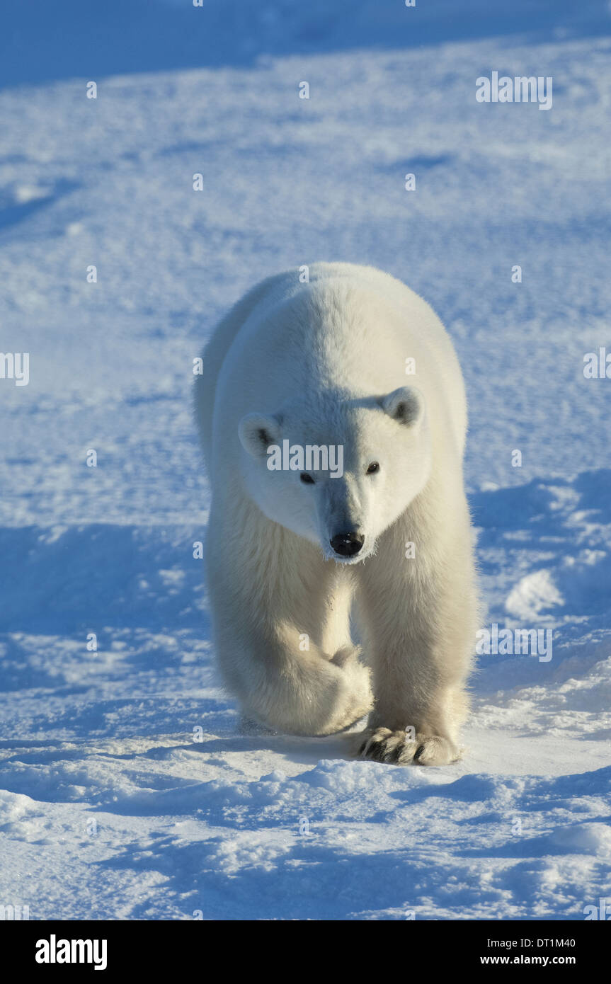 Polar bears in the wild Stock Photo