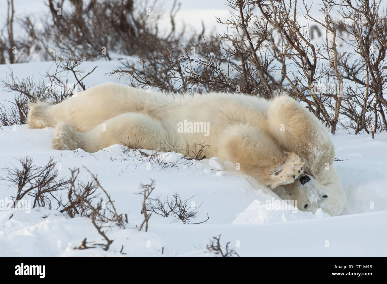 Polar bears in the wild Stock Photo