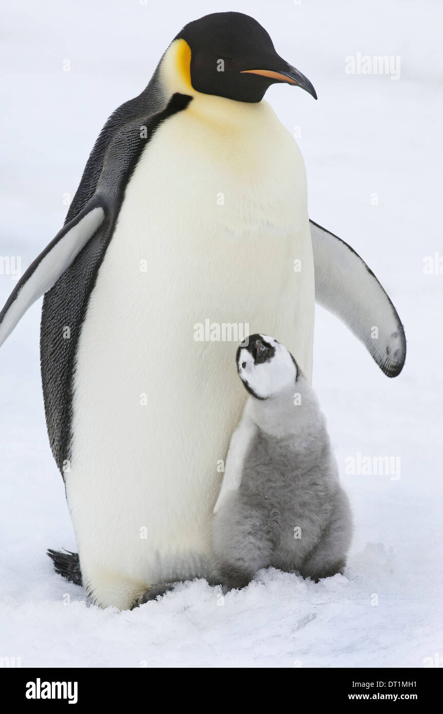 An adult Emperor penguin with a small chick nuzzling up and looking upwards Stock Photo