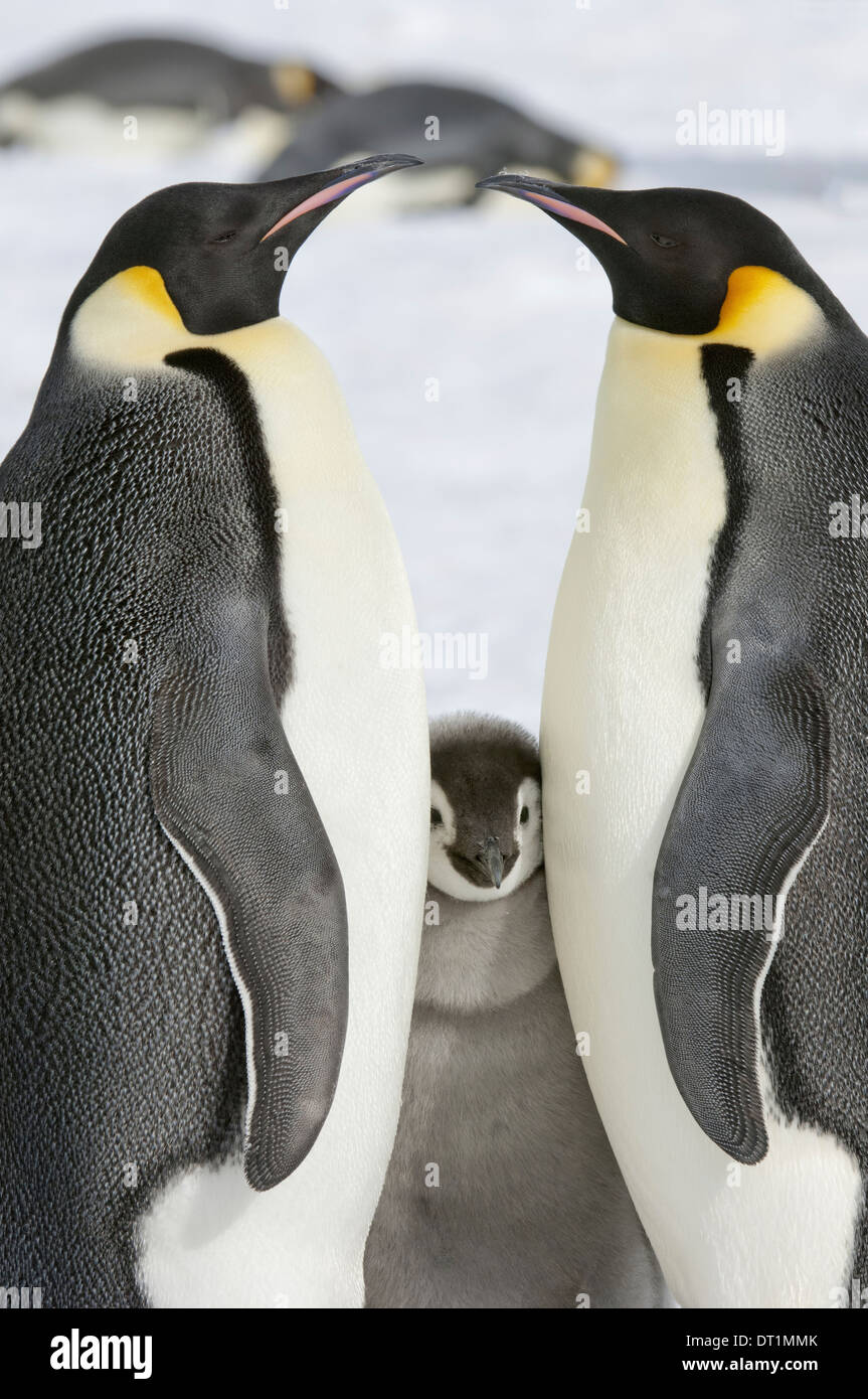 Two adult Emperor penguins and a baby chick nestling between them Stock Photo