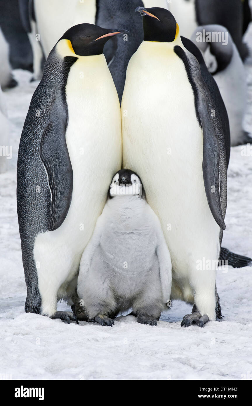 Two adult Emperor penguins and a baby chick nestling between them Stock Photo