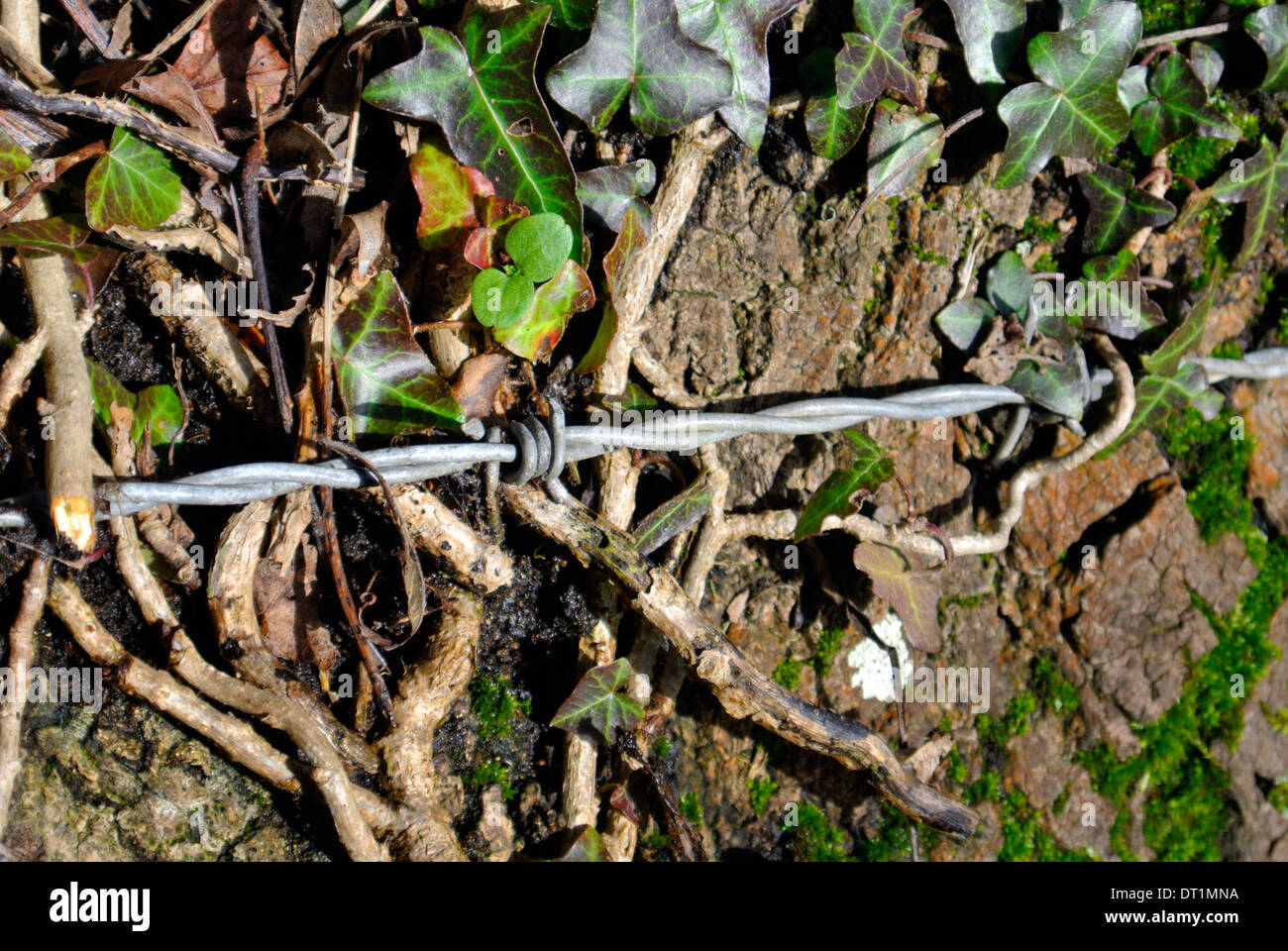 Barbed wire fencing cutting into a tree trunk Stock Photo Alamy